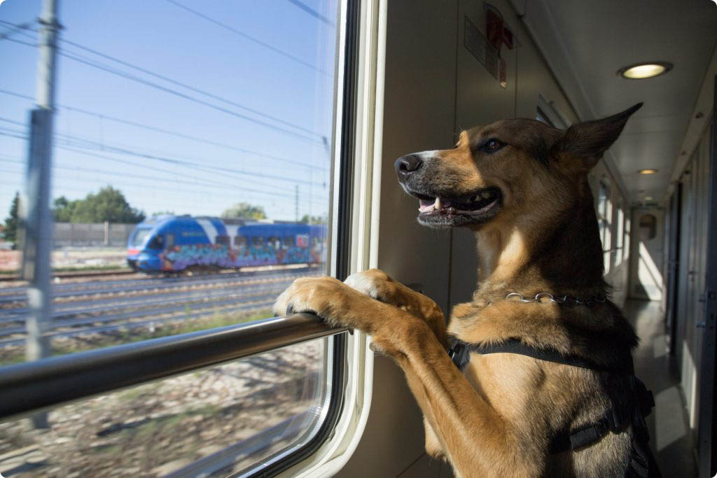Перевозка животных в поездах