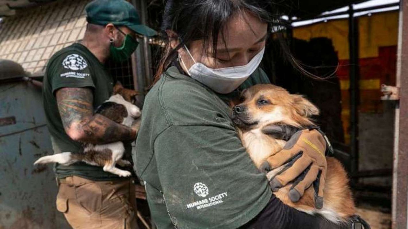 В Южной Кореи предложили запретить поедание мяса собак