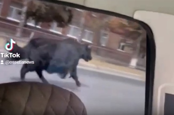 Сбежал буйвол во Владикавказе