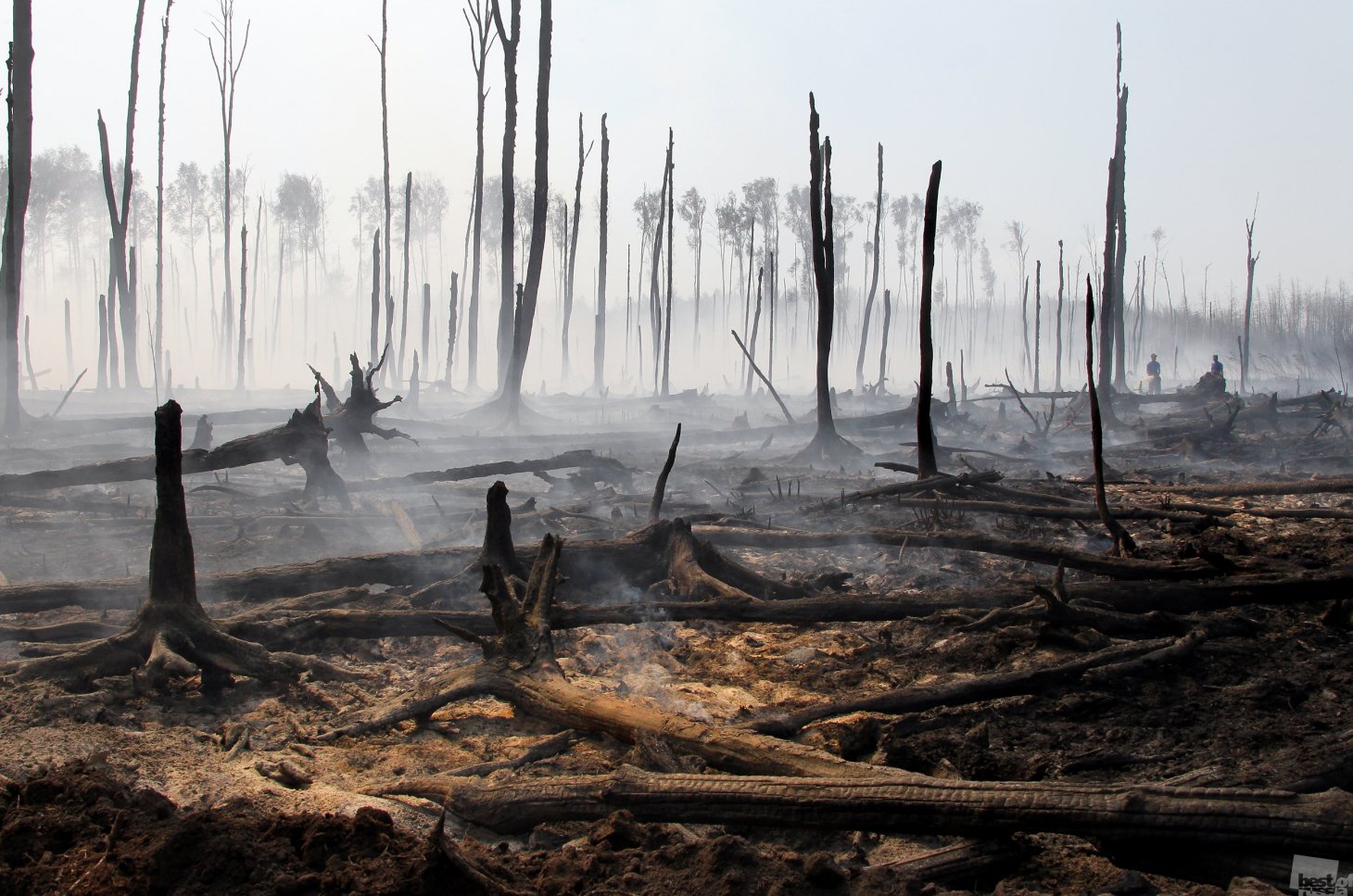 Сгоревший лес в Южной Корее