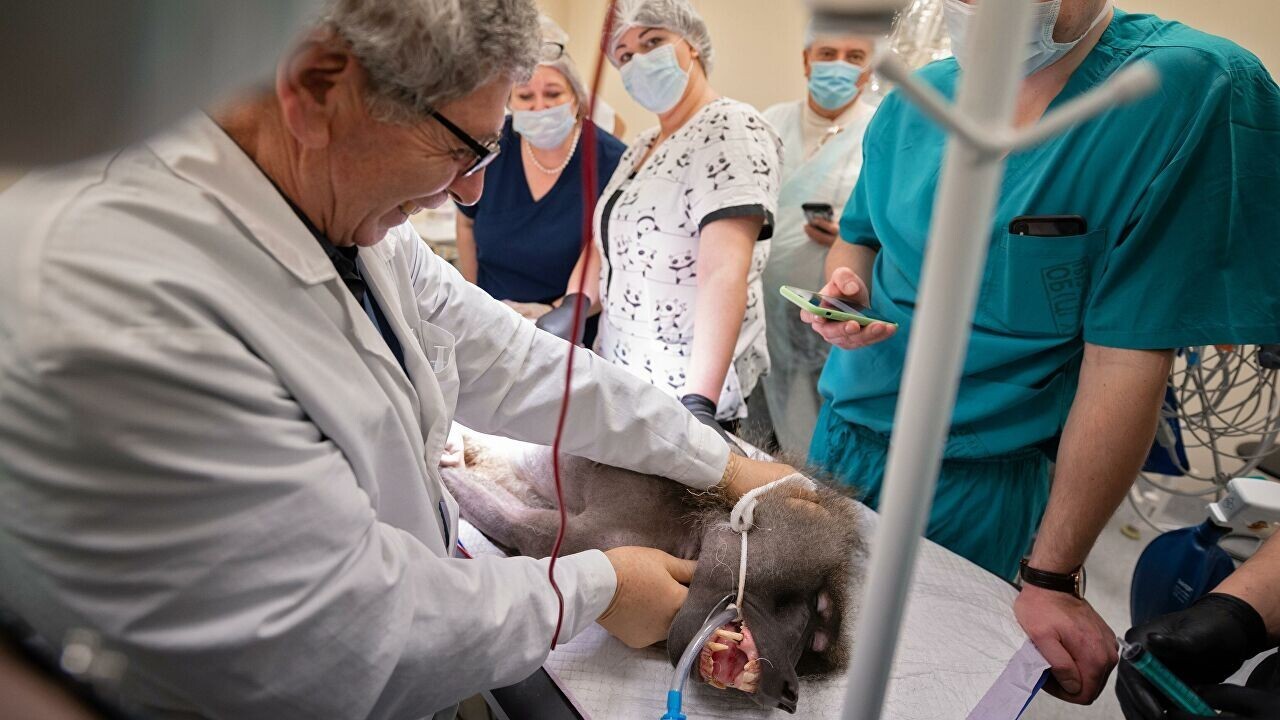 учёные установили обезьяне зрительный нейроимплант, который позволит ей видеть без глаз