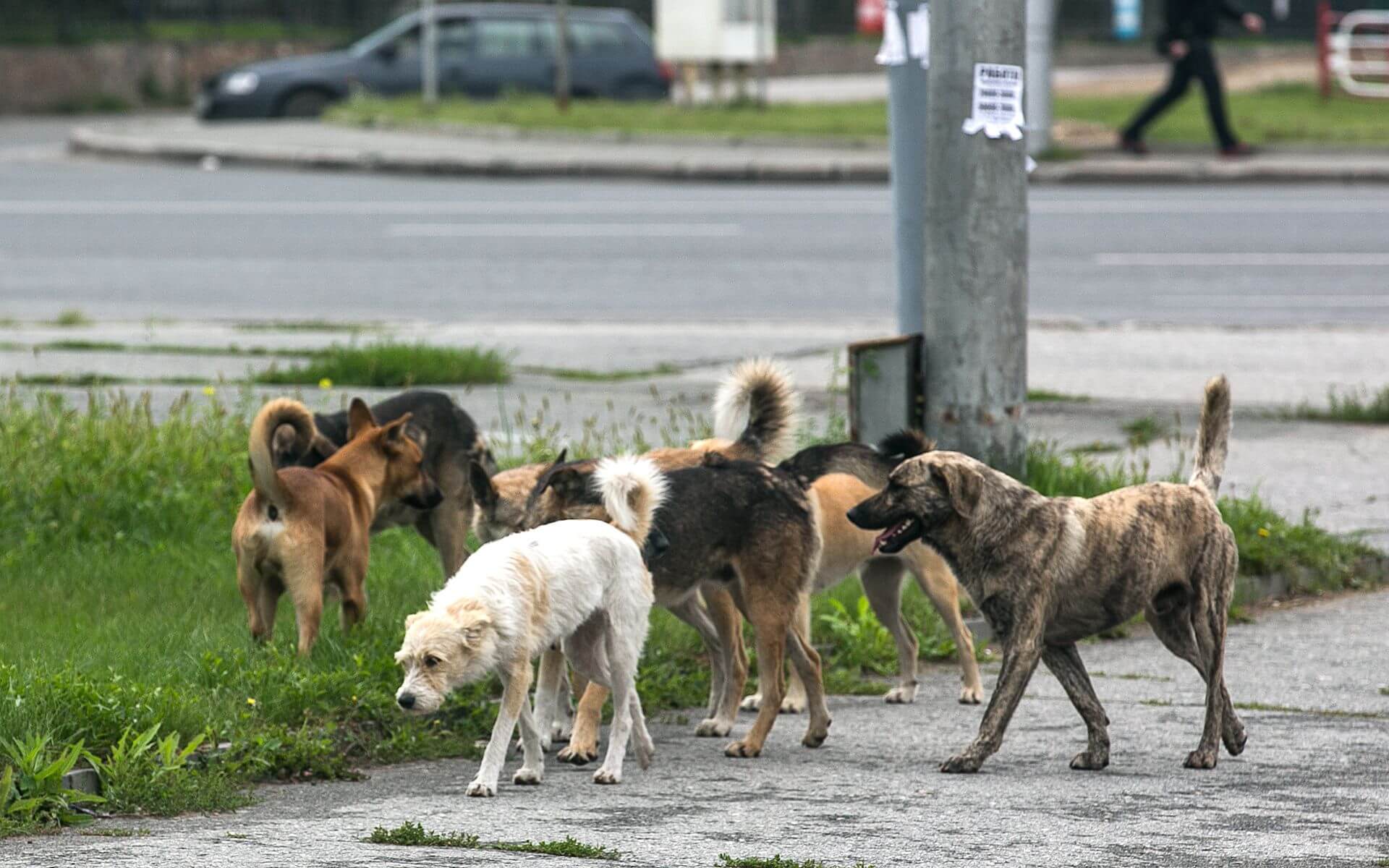 Законопроект об ужесточении ответственности за нападения собак внесут на этой неделе