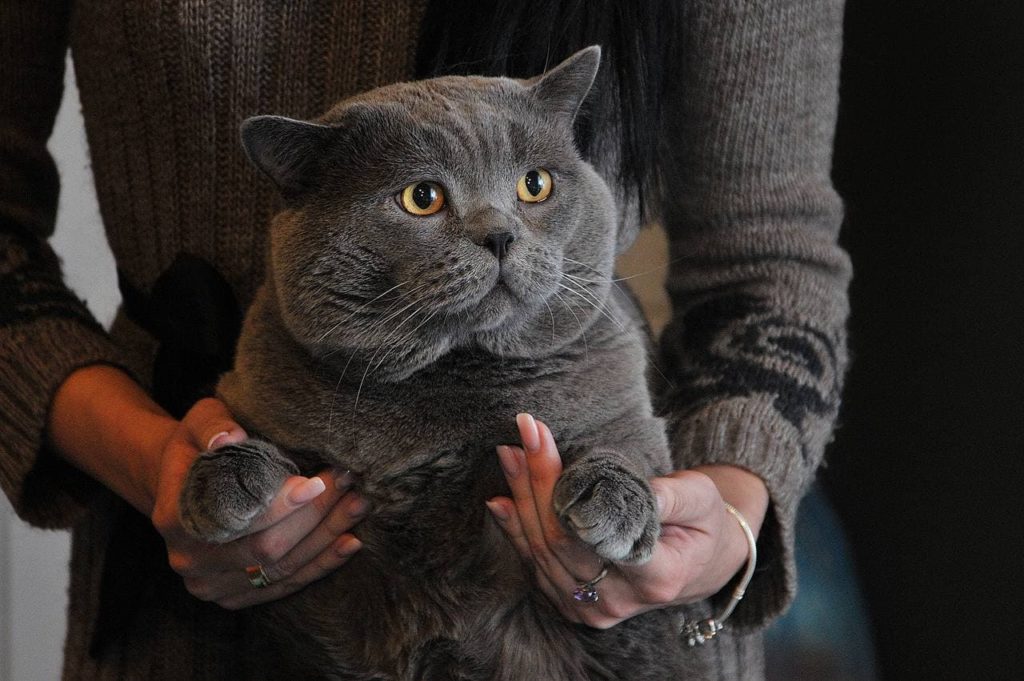 FIFE запретила российским кошкам участвовать в международных выставках