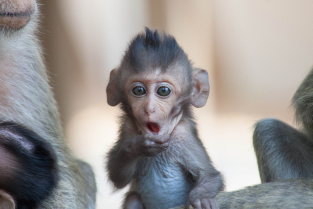 «Оспа обезьян – новая информационная кампания»