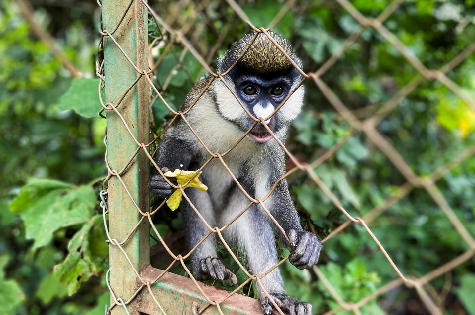 Случаи заражения оспой обезьян обнаружены в 10 странах