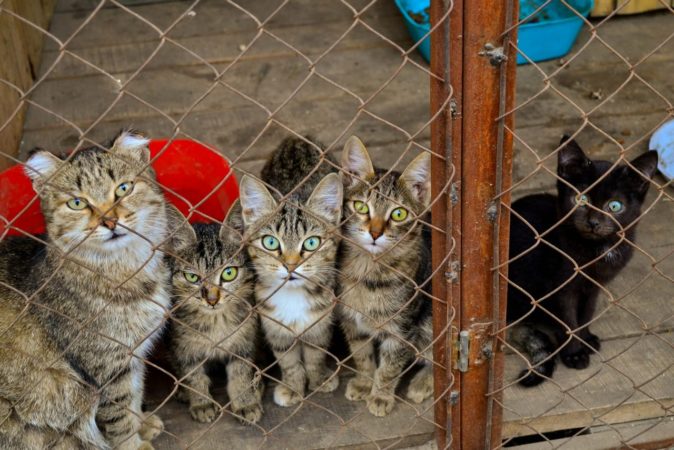 В Украине могут запретить разводить кошек и собак во время военного положения