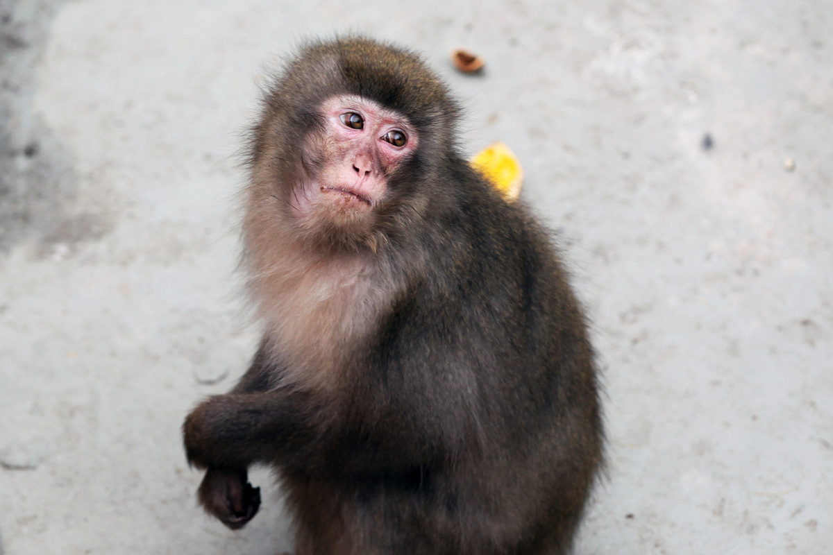 Вспышку оспы обезьян признали чрезвычайной ситуацией в области здравоохранения международного значения
