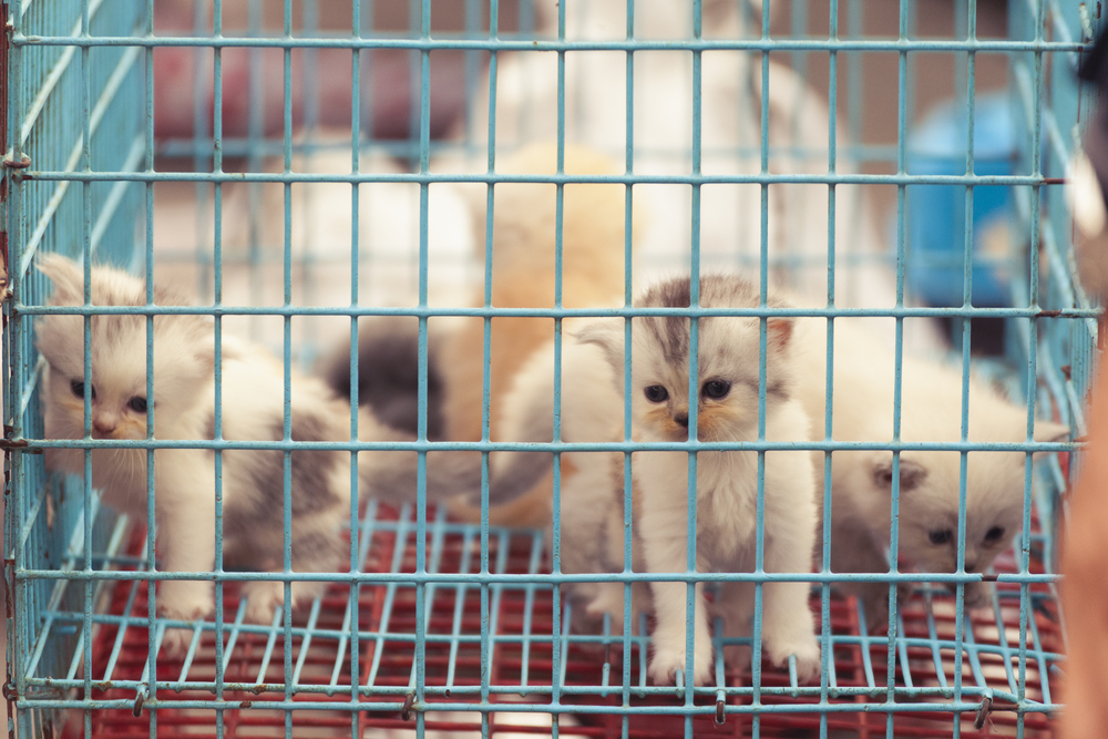 Госдума приняла закон, направленный на запрет торговли животными в зоомагазинах и на птичьих рынках