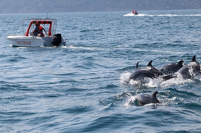Дельфинам в Севастополе срочно нужно помочь, а виновных – наказать