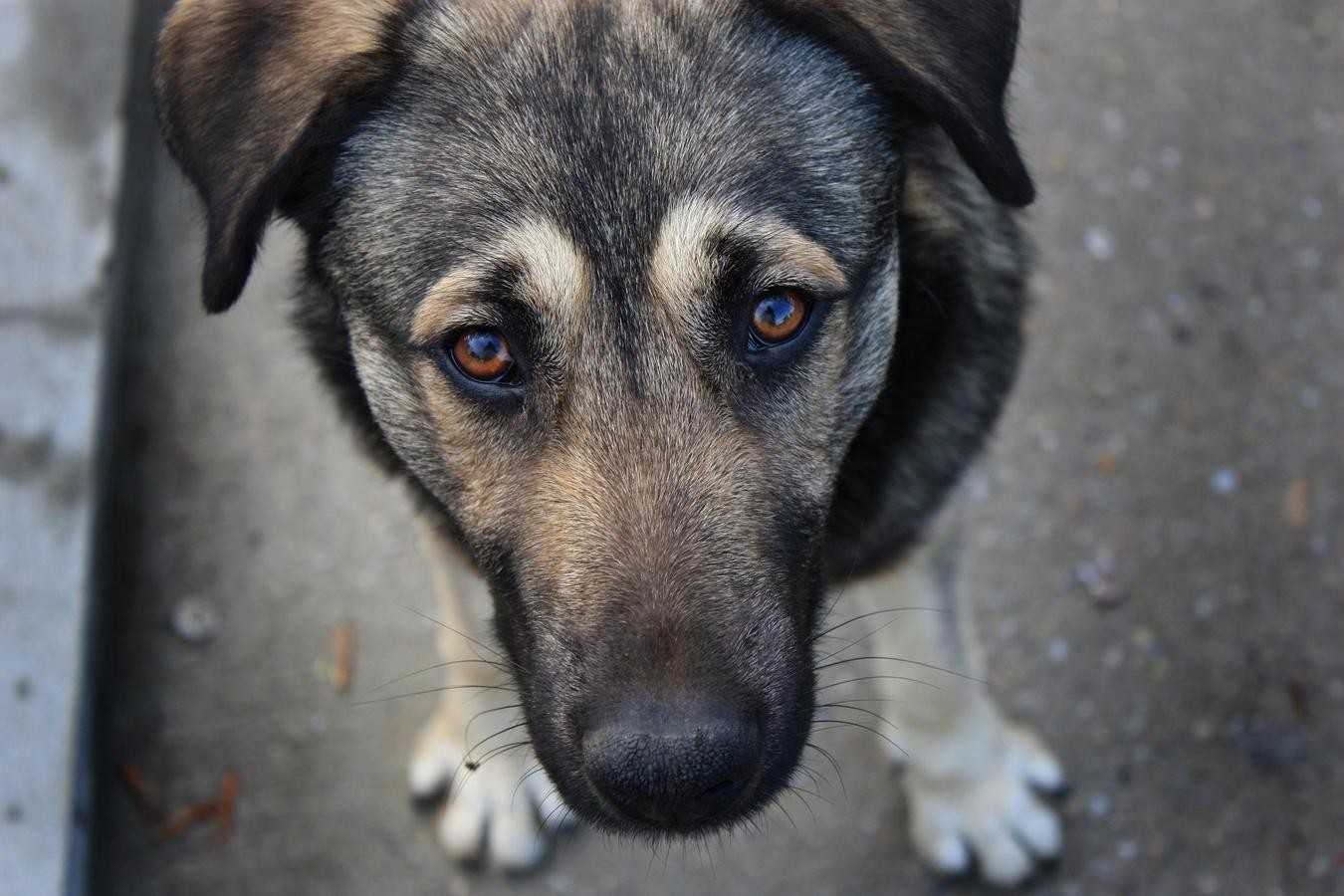 Житель Красногорска насмерть забил бездомного пса
