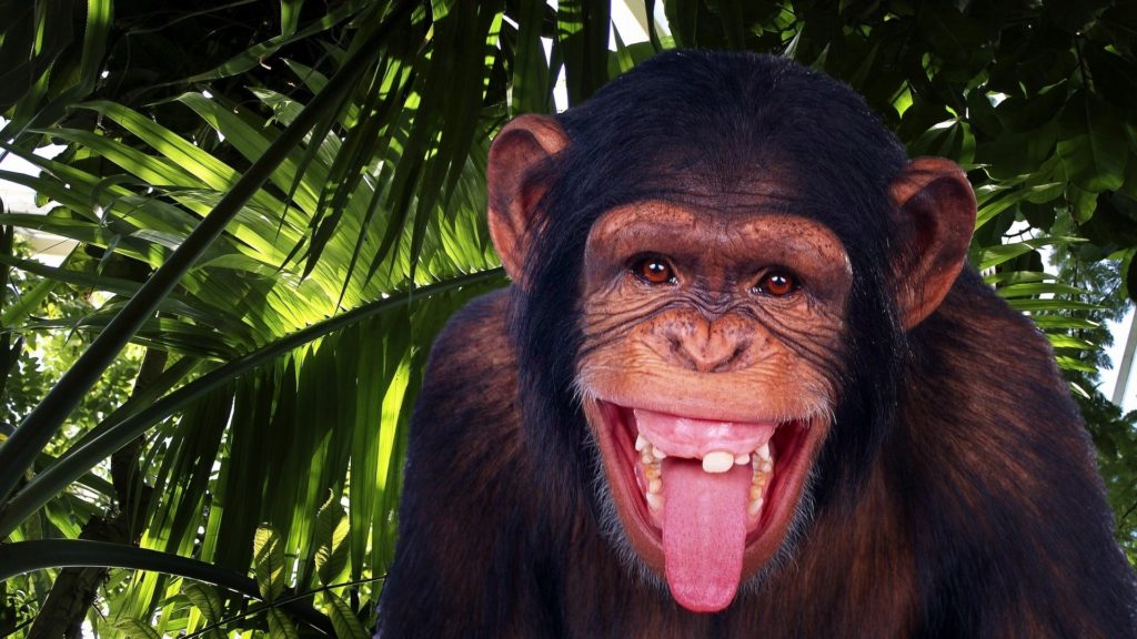 ВОЗ переименует «оспу обезьян» из-за расистских ярлыков фото