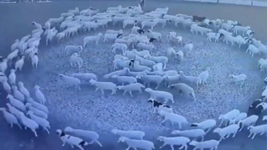 Как овца круговая: мистический круг стада в Китае