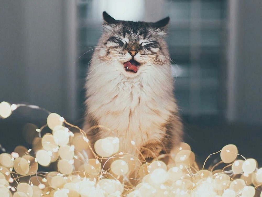Кот в гирляндах, новогоднее фото