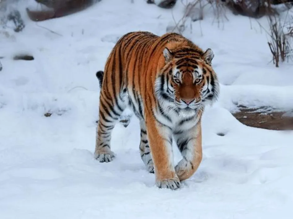 Полосатый тигр в российской тайге