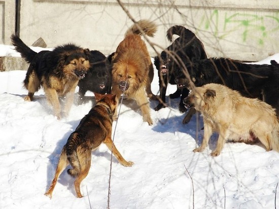 Нападение собак на детей в Санкт-Петербурге