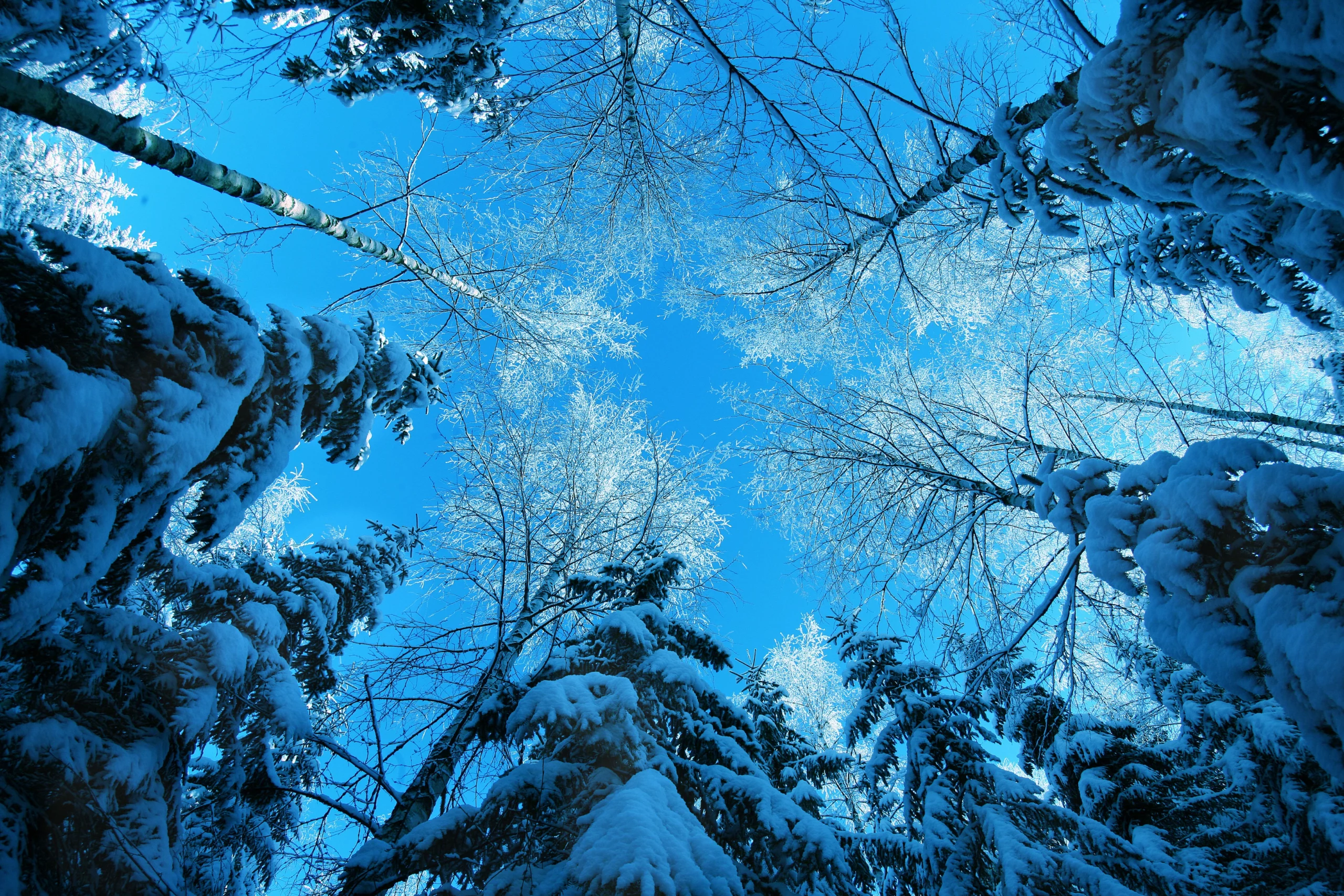 Небо в морозном лесу