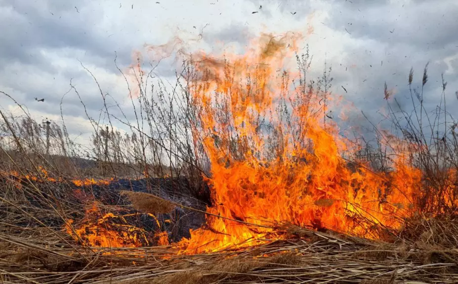 Россельхоз и запрет на сжигание сухой травы и листьев в весенний период