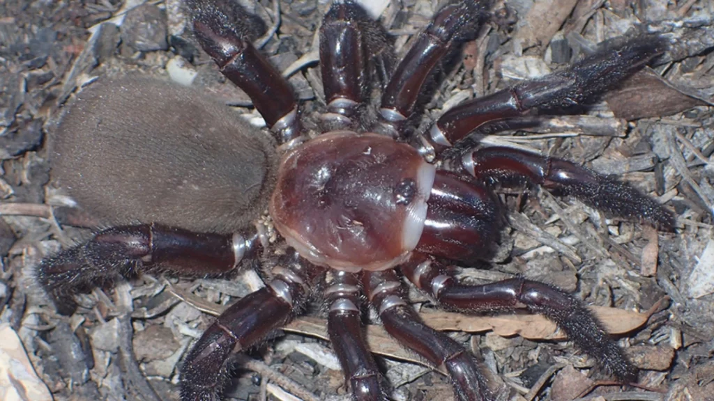В Австралии нашли новый вид гигантского паука
