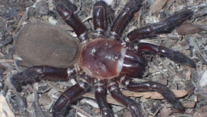 Гигантский паук в Австралии фото