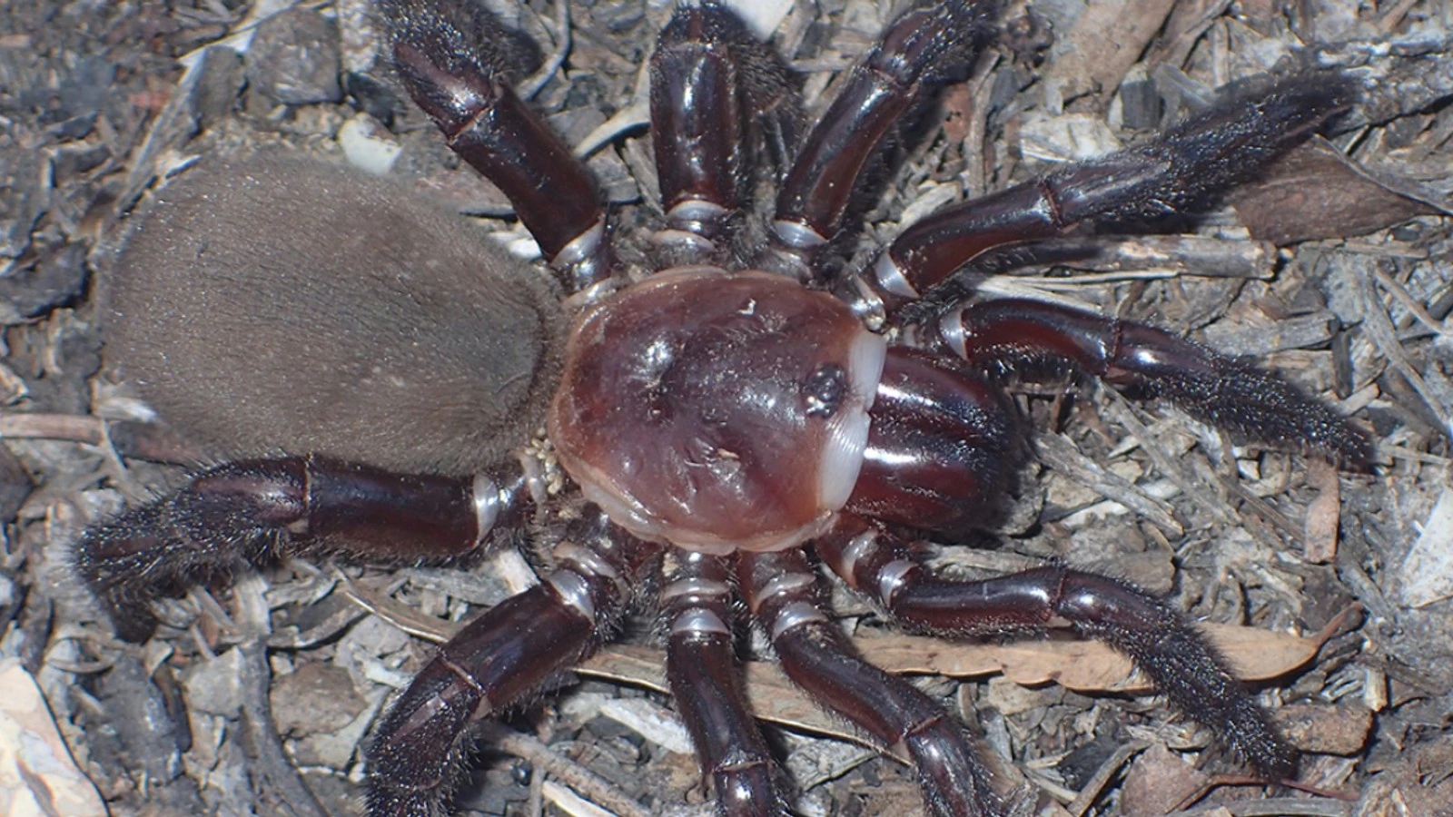 В Австралии нашли новый вид гигантского паука, который шокировал жителей по всему миру