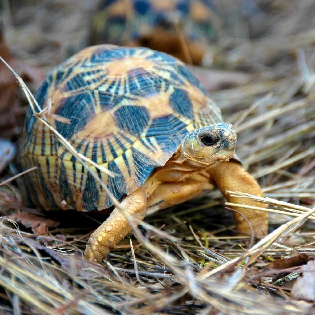 В Москве в зоопарке вылупилась редкая черепаха