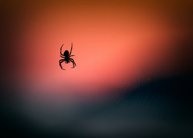 Маленький ядовитый паук плетёт паутину