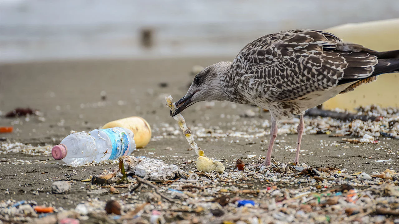 Птица на берегу моря ест пластик, берег сильно загрязнён