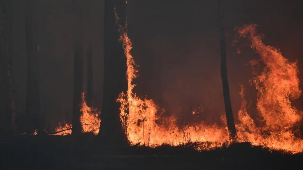 Лес горит