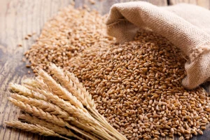 Новые цены на отсечение пошлин на зерно в России: что изменится с 1 июня 2023 года? фото