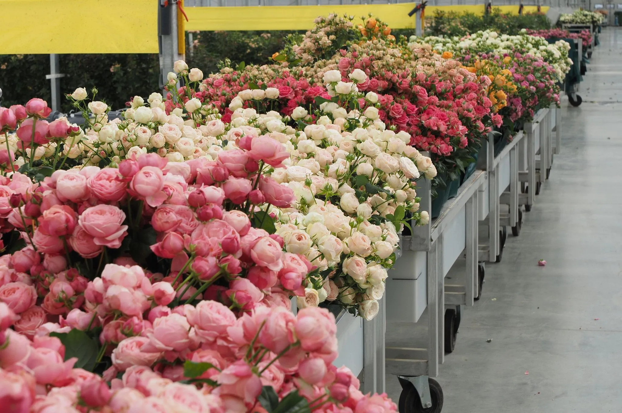 В Мордовии выращивают большое количество роз на экспорт