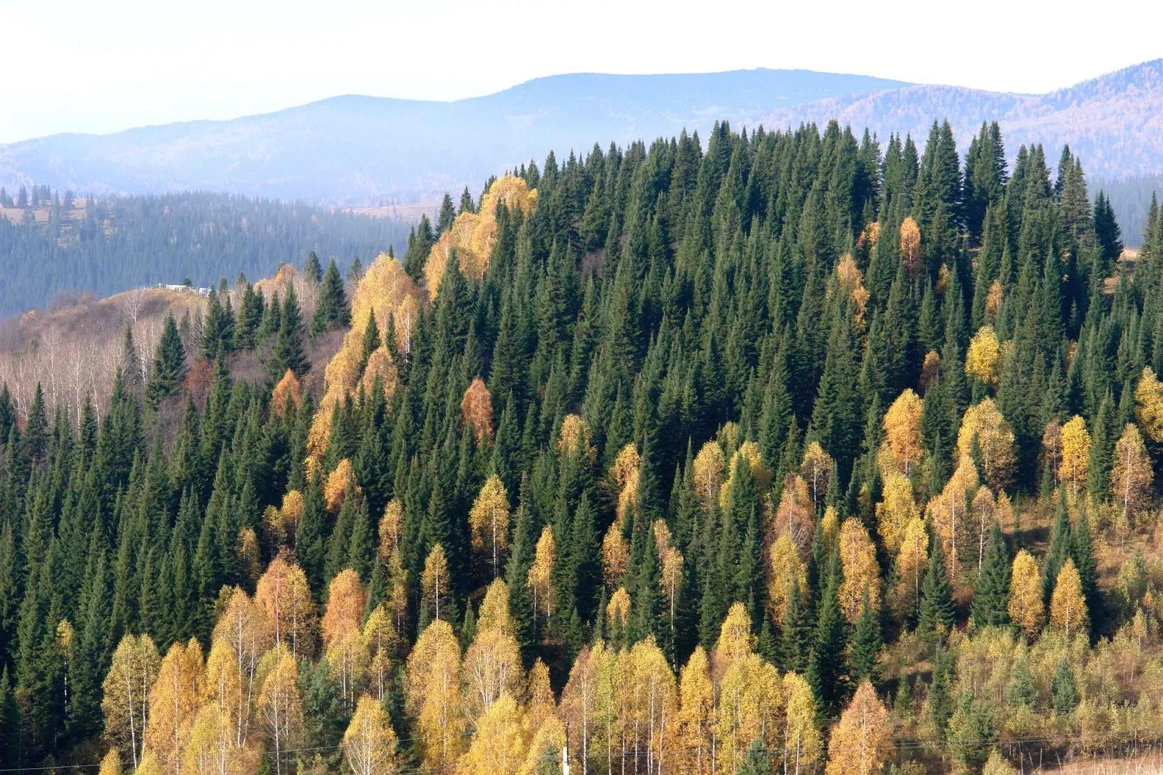 Лес Кузбасса
