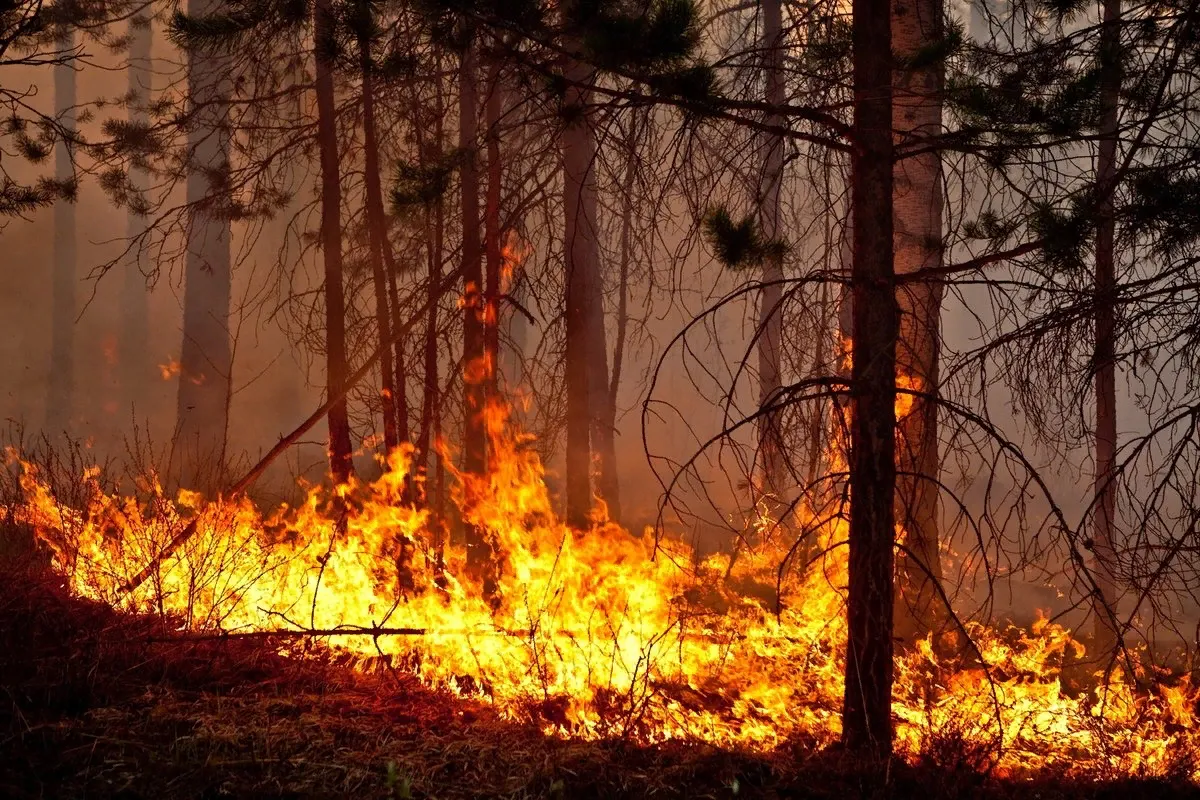 Лесной пожар