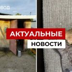 Мужчина в Новосибирске избил и запер в гараже беременную девушку