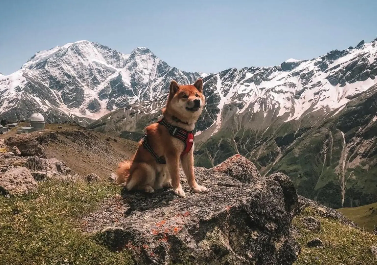 Пропавшая собака десять дней провела в горах Приморского края_cut-photo.ru
