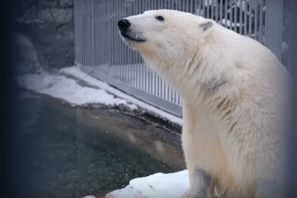 В Московском зоопарк скончался полярный медведь из Красноярского края
