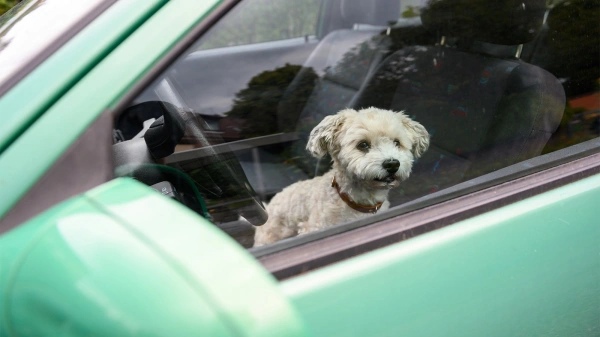 Маленькая собака в машине